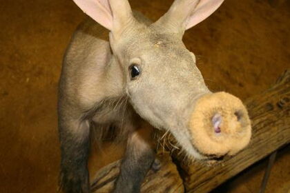 Erdferkel; Bildquelle www.zoo.saarbruecken.de