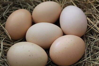 20131216_Eier_Kruppert_Cubalaya1